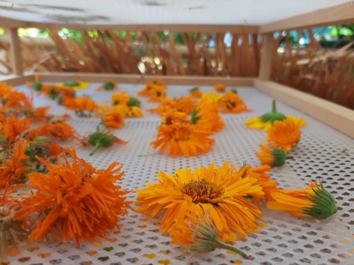Ringelblumen Blüten