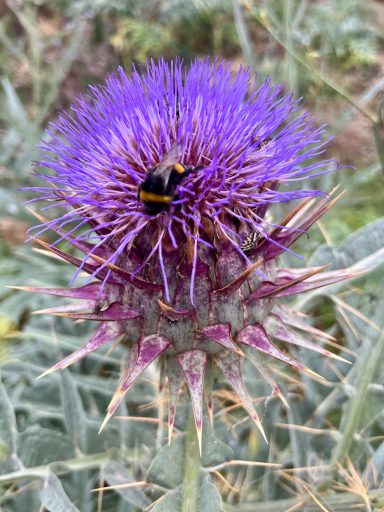 Insektenweide