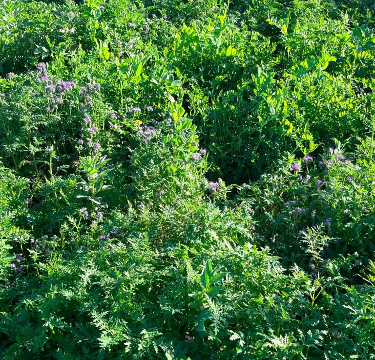 *Beerenblätter (Brombeere, Himbeere, Johannisbeere, Walderdbeere) *Bohnenkraut (Juni bis November/auch getrocknet, handgerebelt) *Borretsch + Blüten *Breitwegerich + Blüten  *Buschrosenblüten - Rosa, sehr aromatisch (Juni und Oktober) Cardyblätter - frisch oder getrocknet, sehr bitter = sehr gesund! (ab Juli/ganzjährig) *Colakraut/Eberraute (Mai bis November) *Ehrenpreis/Vogelmiere Eiskraut/Cordifole + Blüten (ab 2024!) *Engelwurz/Angelika - Blätter + Stängel  *Essbare Blüten - auf Anfrage *Estragon - französischer und russischer Fichtensprossen (Wildsammlung im Mai/Juni aus dem Tessin oder Schwarzwald) *Fiori di Zucca (Zucchini-/Kürbisblüten) Gewürzfenchel - Gleich drei Erzeugnisse aus einer Pflanze!  - frisches Kraut (Mai bis August)  - unreife grüne Samen  (Juli bis September)  - reife Samen (Ab September) Girsch (April bis November) Goldrute + Blüten Gundermann (März bis Dezember) *Granatapfelblätter *Hibiskusblüten + Blätter *Holunderblüten *Hopfen (E August/A Sept) + Blätter Kamille Kapuzinerkresse - Blätter und Blüten (Juni bis zum ersten Frost) Kümmel - Kraut und Samen  *Lavendel + *Blüten (Mai bis August) *Liebstöckel Mädesüß (Ab 2024) *Malabarspinatblüten (September) + Beeren (starkes Magenta, gut zum Färben) *Mariengras - starke Vanille-Note - frisch/getrocknet (Ab Juni/Ab 2024) Marihuanilla - Blätter und Blüten - frisch/getrocknet, Stängel als Räucherstäbchen (Ab Juli) *Maulbeerblätter *Minzen (Mai - Nov): Schokom., Apfelm. + Blüten (Aug - Sep.), Pfefferm., schmalblättrige *Muskatellersalbei + Blüten  *Pimpinelle Rhabarber Ringelblumenblüten (Juni bis Oktober) Rosmarin + Blüten (fast ganzjährig, auch getrocknet) *Salbei (Juni bis November) *Scharfgabe  Storchenschnabel Süßdolde - Kraut + *Blüten (April bis Oktober) *Süsskartoffelblätter + Blüten (Juli - Oktober) Wiesenkerbel + Blüten (Ab 2024) Ysop + Blüten (ab 2024! Mai bis Oktober) *Zitronenbasilikum *Zitronenblätter *Zitronenblüten - getrocknet *Zitronenmelisse Zitronengras - Ostindisches. Würziger, schärfer, Zimtnote (Juli bis erste Frost/auch getrocknet erhältlich) *Zitronenverbene  Gemüse, Salate, Bohnen, Nüsse… Aus eigenem Anbau Ackerbohnen frische Schoten Agretti/Mönchsbart (Juni bis Oktober) Artischocken und wilde Artischocken (Mai bis September) - frische und getrocknete Blüten als Deko erhältlich *Baumspinat (Juni bis Oktober) Cardy (Oktober bis Januar) + Wurzeln (Juli bis Dezember) + Herzen (Oktober bis Januar) Catalogna (Juni bis November) Erdmandeln (ab November; getrocknet länger haltbar und lieferbar) Fenchel (ab Oktober) Forellenbohnen (Ab Oktober) Kamo-Kamo (August bis November) Knollenziest (Ab 2024) *Malabarspinat (Juni bis september) Langer von Neapel (Ausverkauft!) Mangold - bianco und verde (Ab Oktober) *Meerrettich (Oktober) Piementos de Padron (Ab 2024) Portulak (Juli bis Oktober) Radicchio (ab Oktober) Spargelsalat (Ab 2024) Speiseklette/Riesenklette (Ab 2024/Ab Oktober) Süßkartoffeln (Ab Oktober) Walnüsse grün für Schwarze Nüsse (Mai/Juni) Wasserspinat (Ab 2024) Winterendivie (Ab Oktober) Zucca lunga (Ab 2024) *Zuckermais - (September)  Obst und Beeren aus eigenem Anbau Äpfel - Golden Delicious, Braeburn (Ausverkauft), Jona Gold Birnen (fast ausverkauft) Mirabellen (Ausverkauft) Pflaumen/Zwetschgen (Ausverkauft) Quitten (fast ausverkauft)  Coming Soon (heisst: in den nächsten Jahren ;) „Erdbeeren“ vom Erdbeerbaum Felsenbirnen Gojibeeren Haselnüsse Honigbeeren Khaki Kiwis - kleine glatte mit essbarer Schale Mandeln Maulbeeren - schwarze, weiße und rote Mispeln Pappelknospen Schlehen Weißdorn …und vielleicht auch: Zitronen, Grapefruit,  Orangen, Mandarinen