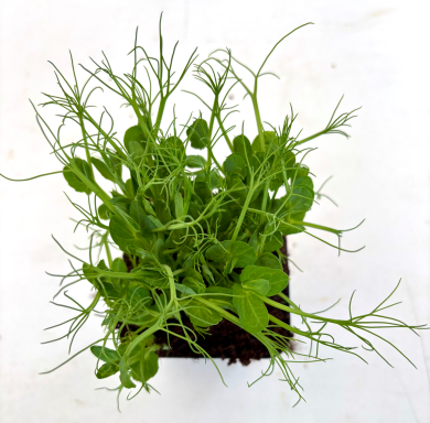 Erbse - MicroGreens Freiburg