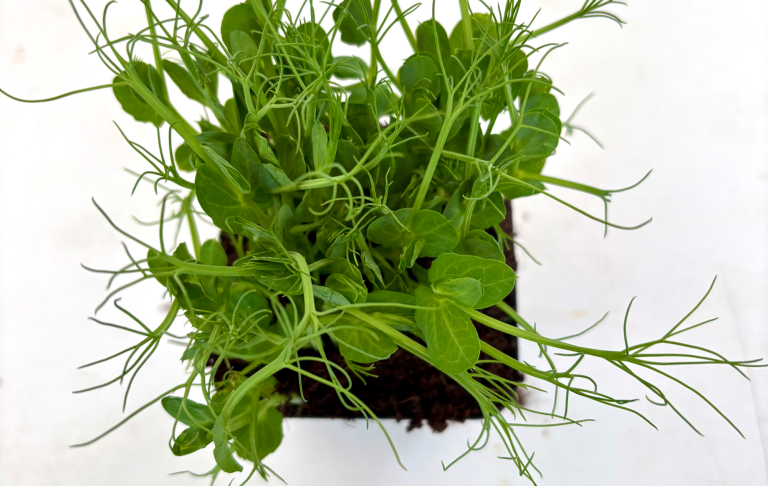 MicroGreens