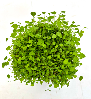 Alfalfa - MicroGreens Freiburg