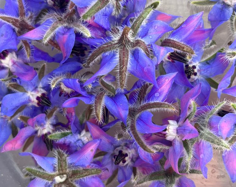 Essbare Blüten