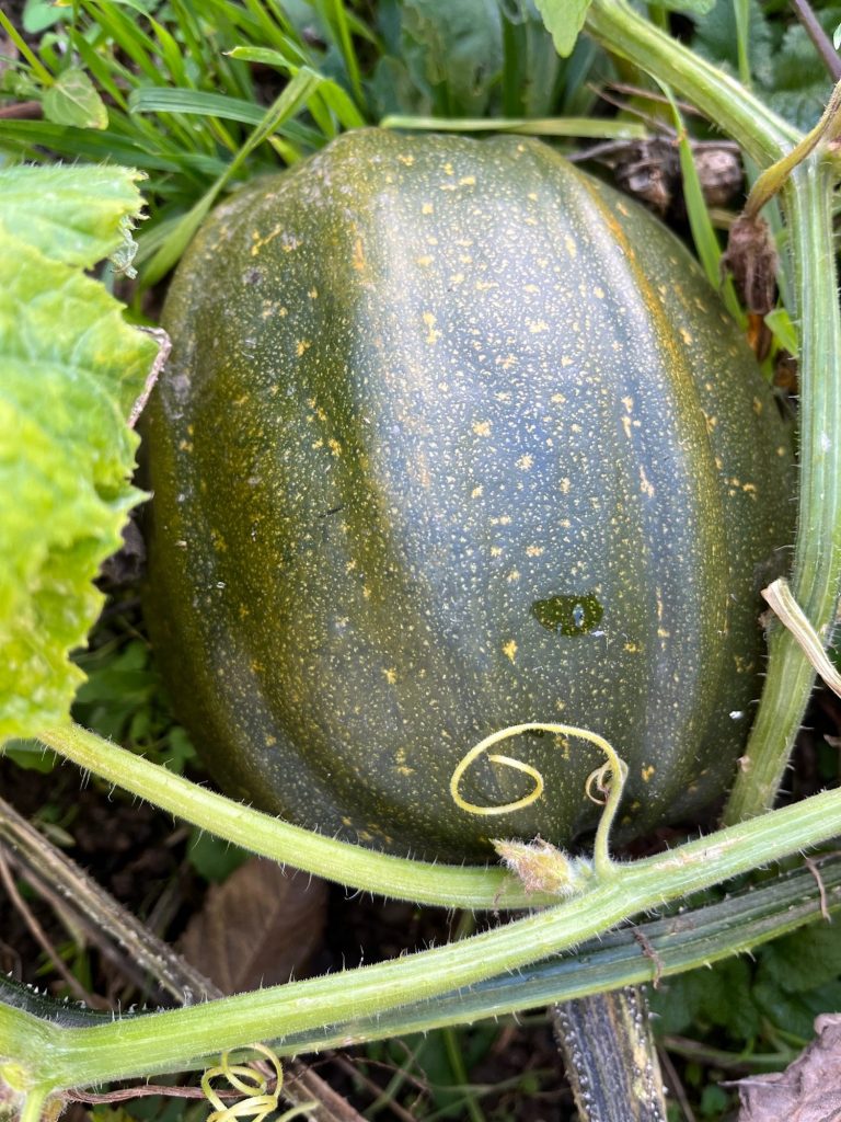 Kumi Kumi Zucchini kaufen