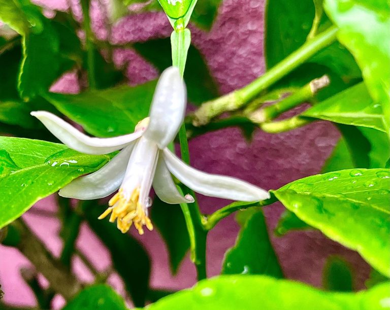 *Beerenblätter (Brombeere, Himbeere, Johannisbeere, Walderdbeere) *Bohnenkraut (Juni bis November/auch getrocknet, handgerebelt) *Borretsch + Blüten *Breitwegerich + Blüten  *Buschrosenblüten - Rosa, sehr aromatisch (Juni und Oktober) Cardyblätter - frisch oder getrocknet, sehr bitter = sehr gesund! (ab Juli/ganzjährig) *Colakraut/Eberraute (Mai bis November) *Ehrenpreis/Vogelmiere Eiskraut/Cordifole + Blüten (ab 2024!) *Engelwurz/Angelika - Blätter + Stängel  *Essbare Blüten - auf Anfrage *Estragon - französischer und russischer Fichtensprossen (Wildsammlung im Mai/Juni aus dem Tessin oder Schwarzwald) *Fiori di Zucca (Zucchini-/Kürbisblüten) Gewürzfenchel - Gleich drei Erzeugnisse aus einer Pflanze!  - frisches Kraut (Mai bis August)  - unreife grüne Samen  (Juli bis September)  - reife Samen (Ab September) Girsch (April bis November) Goldrute + Blüten Gundermann (März bis Dezember) *Granatapfelblätter *Hibiskusblüten + Blätter *Holunderblüten *Hopfen (E August/A Sept) + Blätter Kamille Kapuzinerkresse - Blätter und Blüten (Juni bis zum ersten Frost) Kümmel - Kraut und Samen  *Lavendel + *Blüten (Mai bis August) *Liebstöckel Mädesüß (Ab 2024) *Malabarspinatblüten (September) + Beeren (starkes Magenta, gut zum Färben) *Mariengras - starke Vanille-Note - frisch/getrocknet (Ab Juni/Ab 2024) Marihuanilla - Blätter und Blüten - frisch/getrocknet, Stängel als Räucherstäbchen (Ab Juli) *Maulbeerblätter *Minzen (Mai - Nov): Schokom., Apfelm. + Blüten (Aug - Sep.), Pfefferm., schmalblättrige *Muskatellersalbei + Blüten  *Pimpinelle Rhabarber Ringelblumenblüten (Juni bis Oktober) Rosmarin + Blüten (fast ganzjährig, auch getrocknet) *Salbei (Juni bis November) *Scharfgabe  Storchenschnabel Süßdolde - Kraut + *Blüten (April bis Oktober) *Süsskartoffelblätter + Blüten (Juli - Oktober) Wiesenkerbel + Blüten (Ab 2024) Ysop + Blüten (ab 2024! Mai bis Oktober) *Zitronenbasilikum *Zitronenblätter *Zitronenblüten - getrocknet *Zitronenmelisse Zitronengras - Ostindisches. Würziger, schärfer, Zimtnote (Juli bis erste Frost/auch getrocknet erhältlich) *Zitronenverbene  Gemüse, Salate, Bohnen, Nüsse… Aus eigenem Anbau Ackerbohnen frische Schoten Agretti/Mönchsbart (Juni bis Oktober) Artischocken und wilde Artischocken (Mai bis September) - frische und getrocknete Blüten als Deko erhältlich *Baumspinat (Juni bis Oktober) Cardy (Oktober bis Januar) + Wurzeln (Juli bis Dezember) + Herzen (Oktober bis Januar) Catalogna (Juni bis November) Erdmandeln (ab November; getrocknet länger haltbar und lieferbar) Fenchel (ab Oktober) Forellenbohnen (Ab Oktober) Kamo-Kamo (August bis November) Knollenziest (Ab 2024) *Malabarspinat (Juni bis september) Langer von Neapel (Ausverkauft!) Mangold - bianco und verde (Ab Oktober) *Meerrettich (Oktober) Piementos de Padron (Ab 2024) Portulak (Juli bis Oktober) Radicchio (ab Oktober) Spargelsalat (Ab 2024) Speiseklette/Riesenklette (Ab 2024/Ab Oktober) Süßkartoffeln (Ab Oktober) Walnüsse grün für Schwarze Nüsse (Mai/Juni) Wasserspinat (Ab 2024) Winterendivie (Ab Oktober) Zucca lunga (Ab 2024) *Zuckermais - (September)  Obst und Beeren aus eigenem Anbau Äpfel - Golden Delicious, Braeburn (Ausverkauft), Jona Gold Birnen (fast ausverkauft) Mirabellen (Ausverkauft) Pflaumen/Zwetschgen (Ausverkauft) Quitten (fast ausverkauft)  Coming Soon (heisst: in den nächsten Jahren ;) „Erdbeeren“ vom Erdbeerbaum Felsenbirnen Gojibeeren Haselnüsse Honigbeeren Khaki Kiwis - kleine glatte mit essbarer Schale Mandeln Maulbeeren - schwarze, weiße und rote Mispeln Pappelknospen Schlehen Weißdorn …und vielleicht auch: Zitronen, Grapefruit,  Orangen, Mandarinen