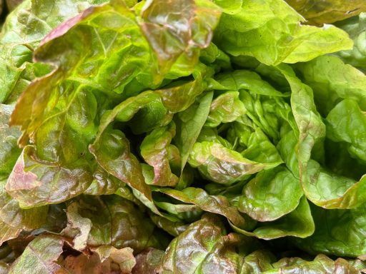 alte Salatsorte