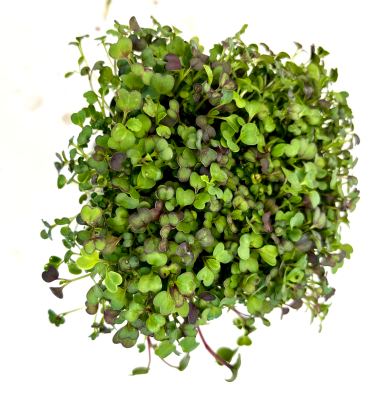 Komatsuna - Micro Greens