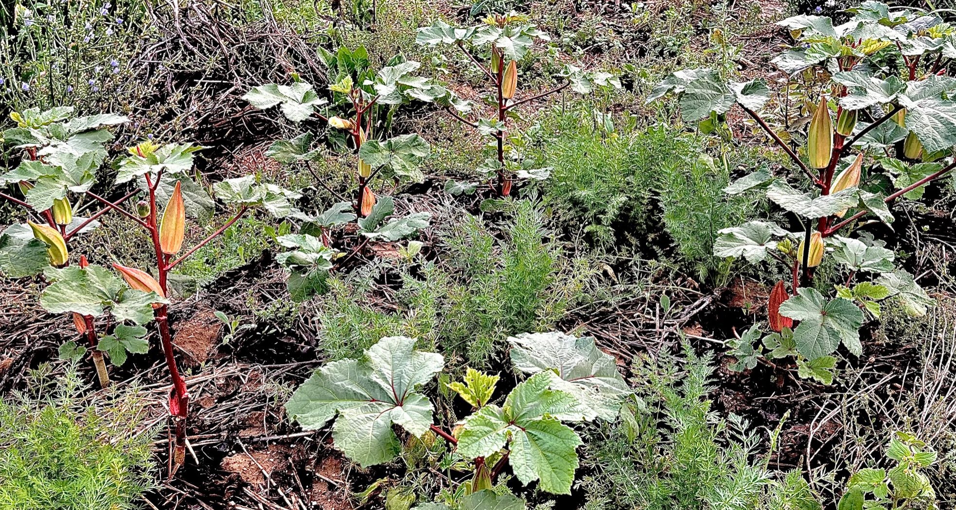 *Beerenblätter (Brombeere, Himbeere, Johannisbeere, Walderdbeere) *Bohnenkraut (Juni bis November/auch getrocknet, handgerebelt) *Borretsch + Blüten *Breitwegerich + Blüten  *Buschrosenblüten - Rosa, sehr aromatisch (Juni und Oktober) Cardyblätter - frisch oder getrocknet, sehr bitter = sehr gesund! (ab Juli/ganzjährig) *Colakraut/Eberraute (Mai bis November) *Ehrenpreis/Vogelmiere Eiskraut/Cordifole + Blüten (ab 2024!) *Engelwurz/Angelika - Blätter + Stängel  *Essbare Blüten - auf Anfrage *Estragon - französischer und russischer Fichtensprossen (Wildsammlung im Mai/Juni aus dem Tessin oder Schwarzwald) *Fiori di Zucca (Zucchini-/Kürbisblüten) Gewürzfenchel - Gleich drei Erzeugnisse aus einer Pflanze!  - frisches Kraut (Mai bis August)  - unreife grüne Samen  (Juli bis September)  - reife Samen (Ab September) Girsch (April bis November) Goldrute + Blüten Gundermann (März bis Dezember) *Granatapfelblätter *Hibiskusblüten + Blätter *Holunderblüten *Hopfen (E August/A Sept) + Blätter Kamille Kapuzinerkresse - Blätter und Blüten (Juni bis zum ersten Frost) Kümmel - Kraut und Samen  *Lavendel + *Blüten (Mai bis August) *Liebstöckel Mädesüß (Ab 2024) *Malabarspinatblüten (September) + Beeren (starkes Magenta, gut zum Färben) *Mariengras - starke Vanille-Note - frisch/getrocknet (Ab Juni/Ab 2024) Marihuanilla - Blätter und Blüten - frisch/getrocknet, Stängel als Räucherstäbchen (Ab Juli) *Maulbeerblätter *Minzen (Mai - Nov): Schokom., Apfelm. + Blüten (Aug - Sep.), Pfefferm., schmalblättrige *Muskatellersalbei + Blüten  *Pimpinelle Rhabarber Ringelblumenblüten (Juni bis Oktober) Rosmarin + Blüten (fast ganzjährig, auch getrocknet) *Salbei (Juni bis November) *Scharfgabe  Storchenschnabel Süßdolde - Kraut + *Blüten (April bis Oktober) *Süsskartoffelblätter + Blüten (Juli - Oktober) Wiesenkerbel + Blüten (Ab 2024) Ysop + Blüten (ab 2024! Mai bis Oktober) *Zitronenbasilikum *Zitronenblätter *Zitronenblüten - getrocknet *Zitronenmelisse Zitronengras - Ostindisches. Würziger, schärfer, Zimtnote (Juli bis erste Frost/auch getrocknet erhältlich) *Zitronenverbene  Gemüse, Salate, Bohnen, Nüsse… Aus eigenem Anbau Ackerbohnen frische Schoten Agretti/Mönchsbart (Juni bis Oktober) Artischocken und wilde Artischocken (Mai bis September) - frische und getrocknete Blüten als Deko erhältlich *Baumspinat (Juni bis Oktober) Cardy (Oktober bis Januar) + Wurzeln (Juli bis Dezember) + Herzen (Oktober bis Januar) Catalogna (Juni bis November) Erdmandeln (ab November; getrocknet länger haltbar und lieferbar) Fenchel (ab Oktober) Forellenbohnen (Ab Oktober) Kamo-Kamo (August bis November) Knollenziest (Ab 2024) *Malabarspinat (Juni bis september) Langer von Neapel (Ausverkauft!) Mangold - bianco und verde (Ab Oktober) *Meerrettich (Oktober) Piementos de Padron (Ab 2024) Portulak (Juli bis Oktober) Radicchio (ab Oktober) Spargelsalat (Ab 2024) Speiseklette/Riesenklette (Ab 2024/Ab Oktober) Süßkartoffeln (Ab Oktober) Walnüsse grün für Schwarze Nüsse (Mai/Juni) Wasserspinat (Ab 2024) Winterendivie (Ab Oktober) Zucca lunga (Ab 2024) *Zuckermais - (September)  Obst und Beeren aus eigenem Anbau Äpfel - Golden Delicious, Braeburn (Ausverkauft), Jona Gold Birnen (fast ausverkauft) Mirabellen (Ausverkauft) Pflaumen/Zwetschgen (Ausverkauft) Quitten (fast ausverkauft)  Coming Soon (heisst: in den nächsten Jahren ;) „Erdbeeren“ vom Erdbeerbaum Felsenbirnen Gojibeeren Haselnüsse Honigbeeren Khaki Kiwis - kleine glatte mit essbarer Schale Mandeln Maulbeeren - schwarze, weiße und rote Mispeln Pappelknospen Schlehen Weißdorn …und vielleicht auch: Zitronen, Grapefruit,  Orangen, Mandarinen