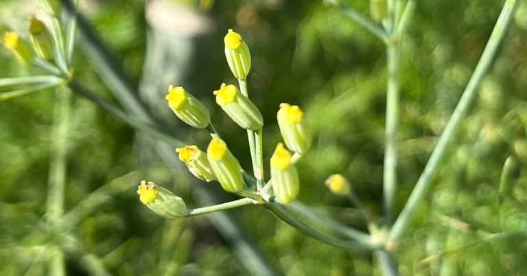 *Beerenblätter (Brombeere, Himbeere, Johannisbeere, Walderdbeere) *Bohnenkraut (Juni bis November/auch getrocknet, handgerebelt) *Borretsch + Blüten *Breitwegerich + Blüten  *Buschrosenblüten - Rosa, sehr aromatisch (Juni und Oktober) Cardyblätter - frisch oder getrocknet, sehr bitter = sehr gesund! (ab Juli/ganzjährig) *Colakraut/Eberraute (Mai bis November) *Ehrenpreis/Vogelmiere Eiskraut/Cordifole + Blüten (ab 2024!) *Engelwurz/Angelika - Blätter + Stängel  *Essbare Blüten - auf Anfrage *Estragon - französischer und russischer Fichtensprossen (Wildsammlung im Mai/Juni aus dem Tessin oder Schwarzwald) *Fiori di Zucca (Zucchini-/Kürbisblüten) Gewürzfenchel - Gleich drei Erzeugnisse aus einer Pflanze!  - frisches Kraut (Mai bis August)  - unreife grüne Samen  (Juli bis September)  - reife Samen (Ab September) Girsch (April bis November) Goldrute + Blüten Gundermann (März bis Dezember) *Granatapfelblätter *Hibiskusblüten + Blätter *Holunderblüten *Hopfen (E August/A Sept) + Blätter Kamille Kapuzinerkresse - Blätter und Blüten (Juni bis zum ersten Frost) Kümmel - Kraut und Samen  *Lavendel + *Blüten (Mai bis August) *Liebstöckel Mädesüß (Ab 2024) *Malabarspinatblüten (September) + Beeren (starkes Magenta, gut zum Färben) *Mariengras - starke Vanille-Note - frisch/getrocknet (Ab Juni/Ab 2024) Marihuanilla - Blätter und Blüten - frisch/getrocknet, Stängel als Räucherstäbchen (Ab Juli) *Maulbeerblätter *Minzen (Mai - Nov): Schokom., Apfelm. + Blüten (Aug - Sep.), Pfefferm., schmalblättrige *Muskatellersalbei + Blüten  *Pimpinelle Rhabarber Ringelblumenblüten (Juni bis Oktober) Rosmarin + Blüten (fast ganzjährig, auch getrocknet) *Salbei (Juni bis November) *Scharfgabe  Storchenschnabel Süßdolde - Kraut + *Blüten (April bis Oktober) *Süsskartoffelblätter + Blüten (Juli - Oktober) Wiesenkerbel + Blüten (Ab 2024) Ysop + Blüten (ab 2024! Mai bis Oktober) *Zitronenbasilikum *Zitronenblätter *Zitronenblüten - getrocknet *Zitronenmelisse Zitronengras - Ostindisches. Würziger, schärfer, Zimtnote (Juli bis erste Frost/auch getrocknet erhältlich) *Zitronenverbene  Gemüse, Salate, Bohnen, Nüsse… Aus eigenem Anbau Ackerbohnen frische Schoten Agretti/Mönchsbart (Juni bis Oktober) Artischocken und wilde Artischocken (Mai bis September) - frische und getrocknete Blüten als Deko erhältlich *Baumspinat (Juni bis Oktober) Cardy (Oktober bis Januar) + Wurzeln (Juli bis Dezember) + Herzen (Oktober bis Januar) Catalogna (Juni bis November) Erdmandeln (ab November; getrocknet länger haltbar und lieferbar) Fenchel (ab Oktober) Forellenbohnen (Ab Oktober) Kamo-Kamo (August bis November) Knollenziest (Ab 2024) *Malabarspinat (Juni bis september) Langer von Neapel (Ausverkauft!) Mangold - bianco und verde (Ab Oktober) *Meerrettich (Oktober) Piementos de Padron (Ab 2024) Portulak (Juli bis Oktober) Radicchio (ab Oktober) Spargelsalat (Ab 2024) Speiseklette/Riesenklette (Ab 2024/Ab Oktober) Süßkartoffeln (Ab Oktober) Walnüsse grün für Schwarze Nüsse (Mai/Juni) Wasserspinat (Ab 2024) Winterendivie (Ab Oktober) Zucca lunga (Ab 2024) *Zuckermais - (September)  Obst und Beeren aus eigenem Anbau Äpfel - Golden Delicious, Braeburn (Ausverkauft), Jona Gold Birnen (fast ausverkauft) Mirabellen (Ausverkauft) Pflaumen/Zwetschgen (Ausverkauft) Quitten (fast ausverkauft)  Coming Soon (heisst: in den nächsten Jahren ;) „Erdbeeren“ vom Erdbeerbaum Felsenbirnen Gojibeeren Haselnüsse Honigbeeren Khaki Kiwis - kleine glatte mit essbarer Schale Mandeln Maulbeeren - schwarze, weiße und rote Mispeln Pappelknospen Schlehen Weißdorn …und vielleicht auch: Zitronen, Grapefruit,  Orangen, Mandarinen