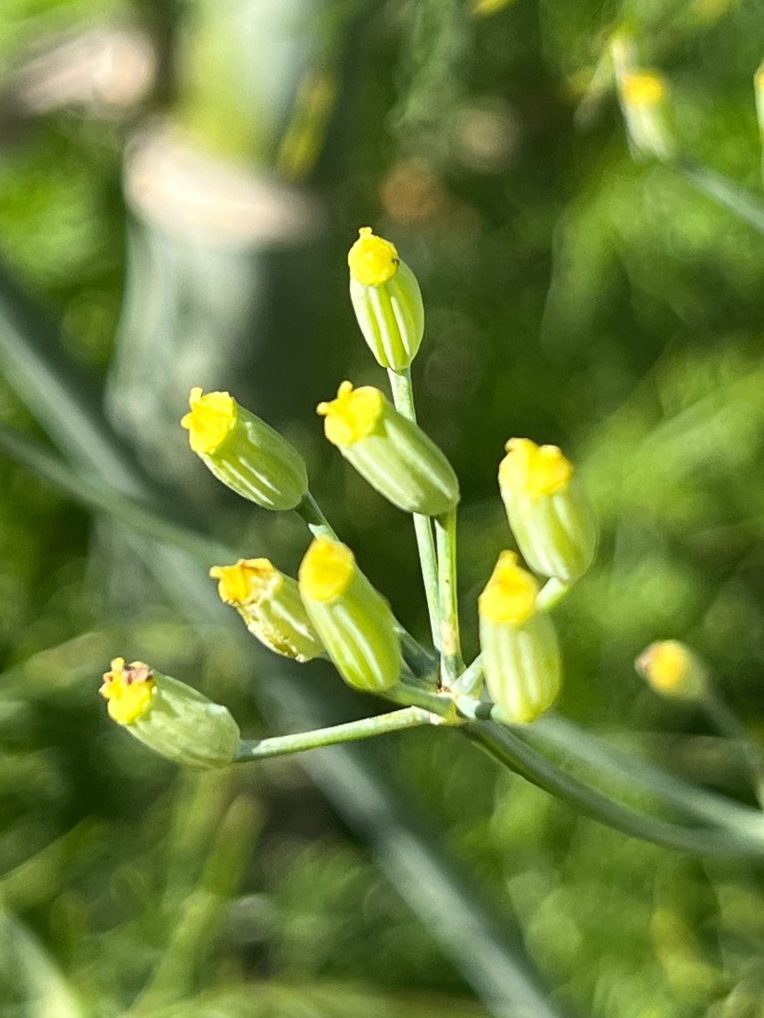 Gewürzfenchel frische Samen kaufen