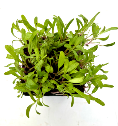 Mangold - Micro Greens