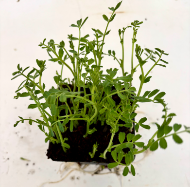 Kichererbse - Micro Greens