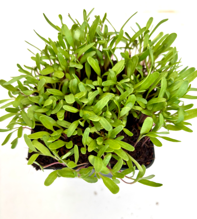 Gelbe Beete - Micro Greens