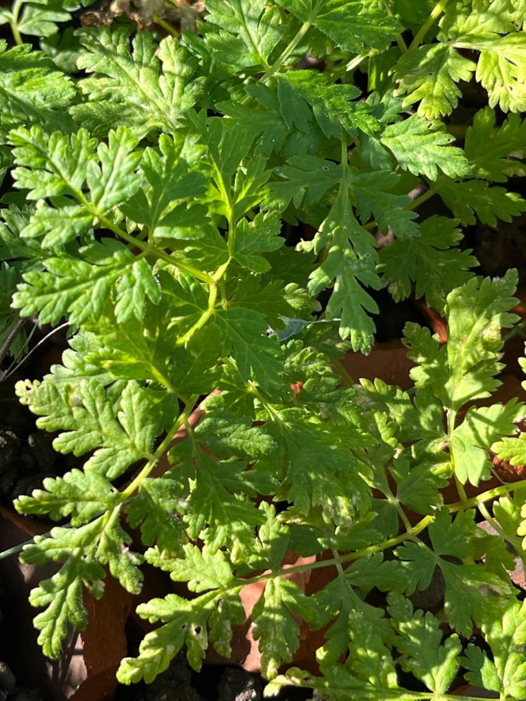 Süßdolde kraut Blüten kaufen