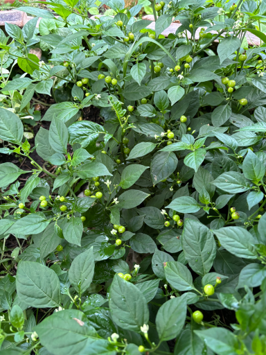 Die teuerste Chilli der Welt
