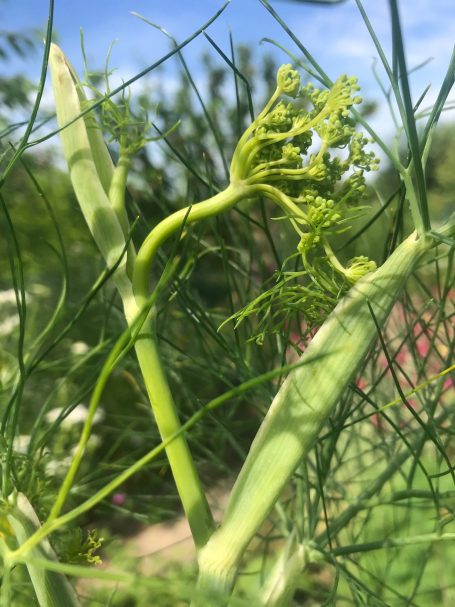 Gewürzfenchel