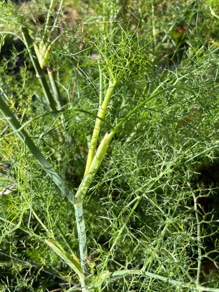 Gewürzfenchel kaufen