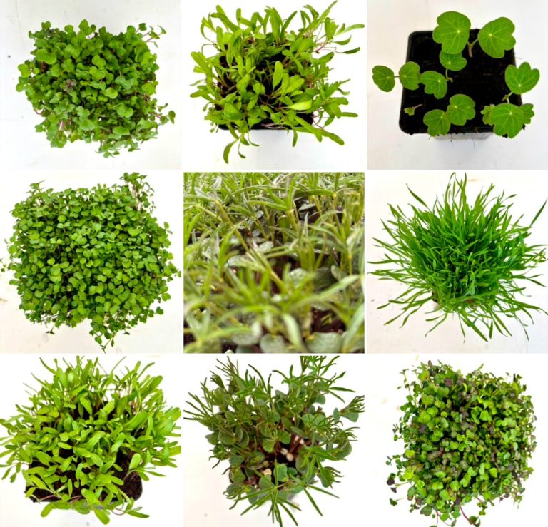 MicroGreens