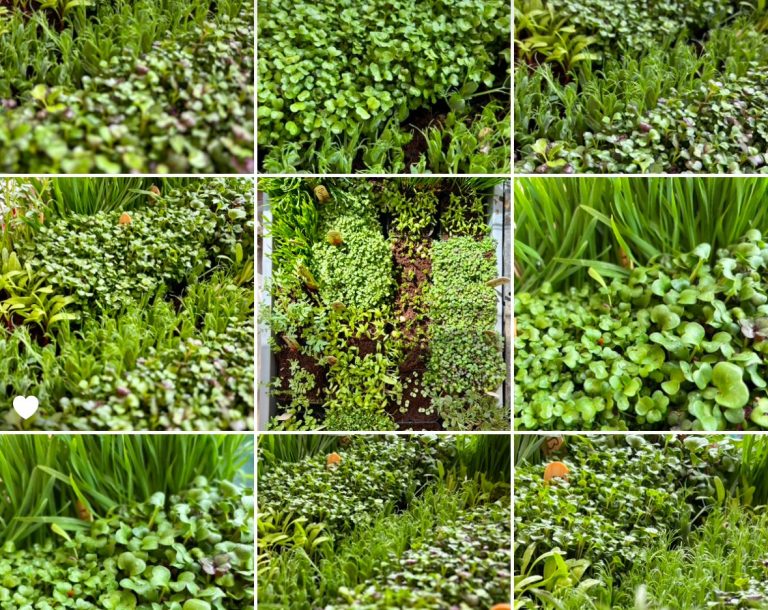 MicroGreens Freiburg