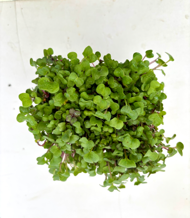 Radies(Chen) - Micro Greens