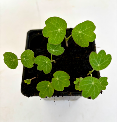 Kapuzinerkresse - Micro Greens