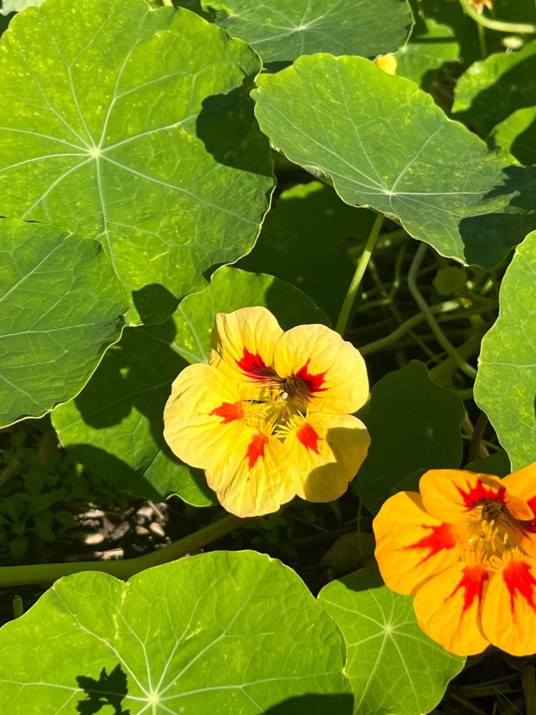 Kapuzinerkresse Blüten kaufen