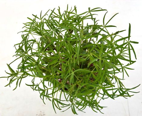 Lupine - Micro Greens Freiburg