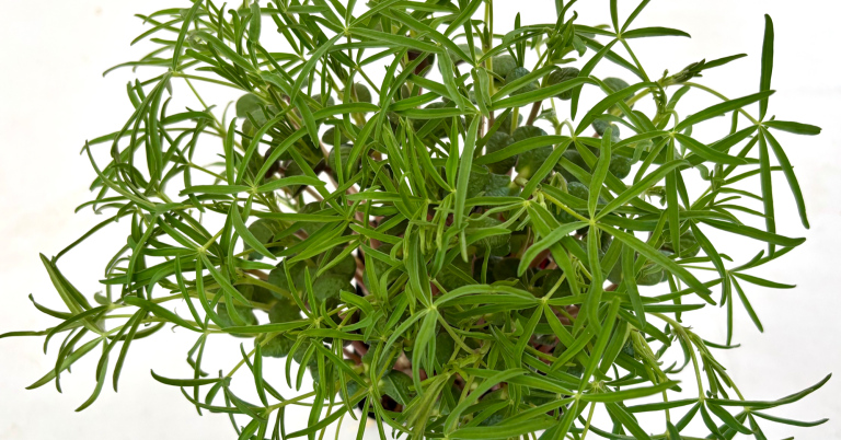 MicroGreens Freiburg