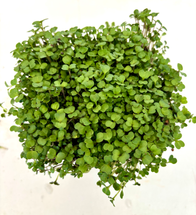 Brokkoli - Micro Greens