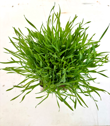Weizengras  - Microgreens