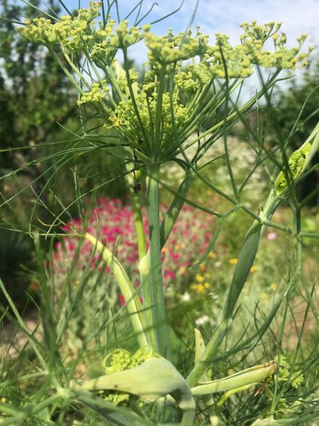 Gewürzfenchel