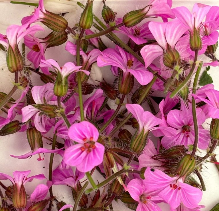 Essbare Blüten