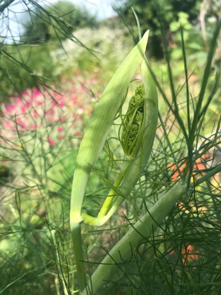 Gewürzfenchel